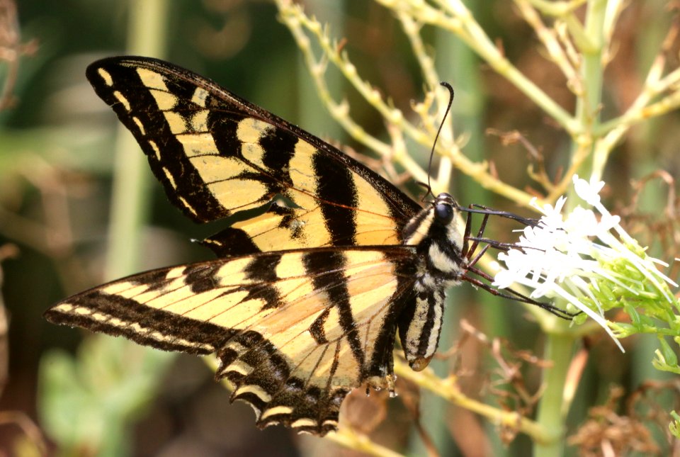 SWALLOWTAIL, WESTERN TIGER (Papillio rutulus) (7-27-2020) 900 ft, patrick creek, del norte, ca -01