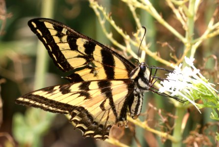 SWALLOWTAIL, WESTERN TIGER (Papillio rutulus) (7-27-2020) 900 ft, patrick creek, del norte, ca -01