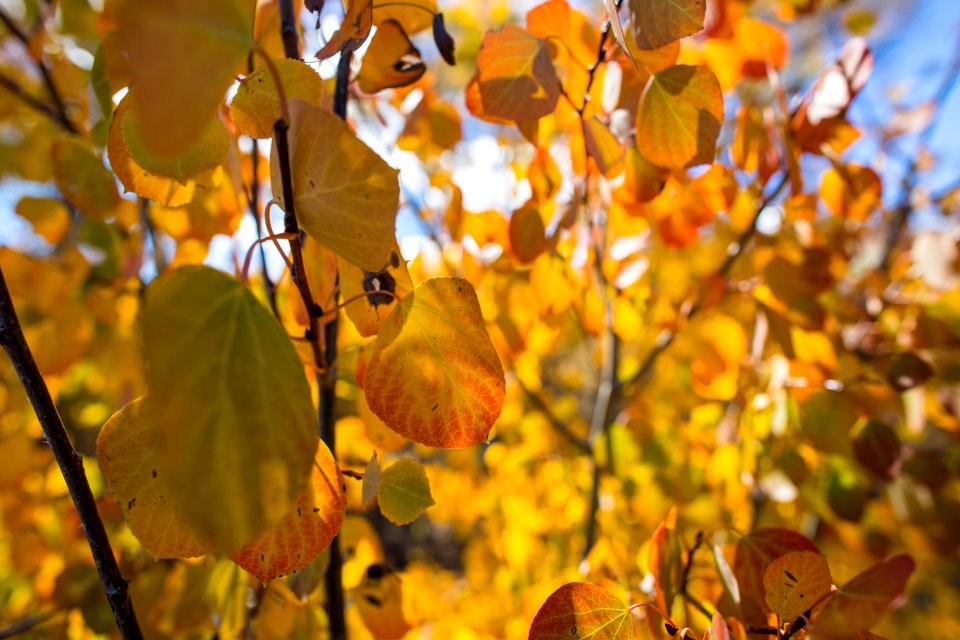 Fall colors, Gallatin Mountains