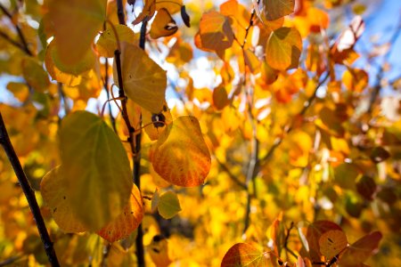 Fall colors, Gallatin Mountains