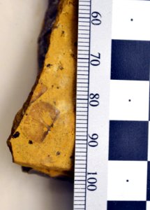 YELL 92024 Articulate brachiopods