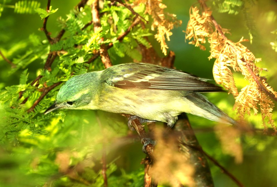 823 - CERULEAN WARBLER (4-28-2019) female, convention center, south padre island, cameron co, tx -02