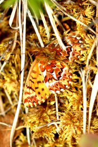 FRITILLARY, FREIJA (Boloria freija) (6-10-2019) tangle lake, mile 20, denali highway, alaska -03