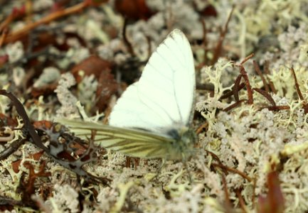 WHITE, MARGINED (Pieris marginalis) (6-10-2019) tangle lake, mile 20, denali highway, alaska -02
