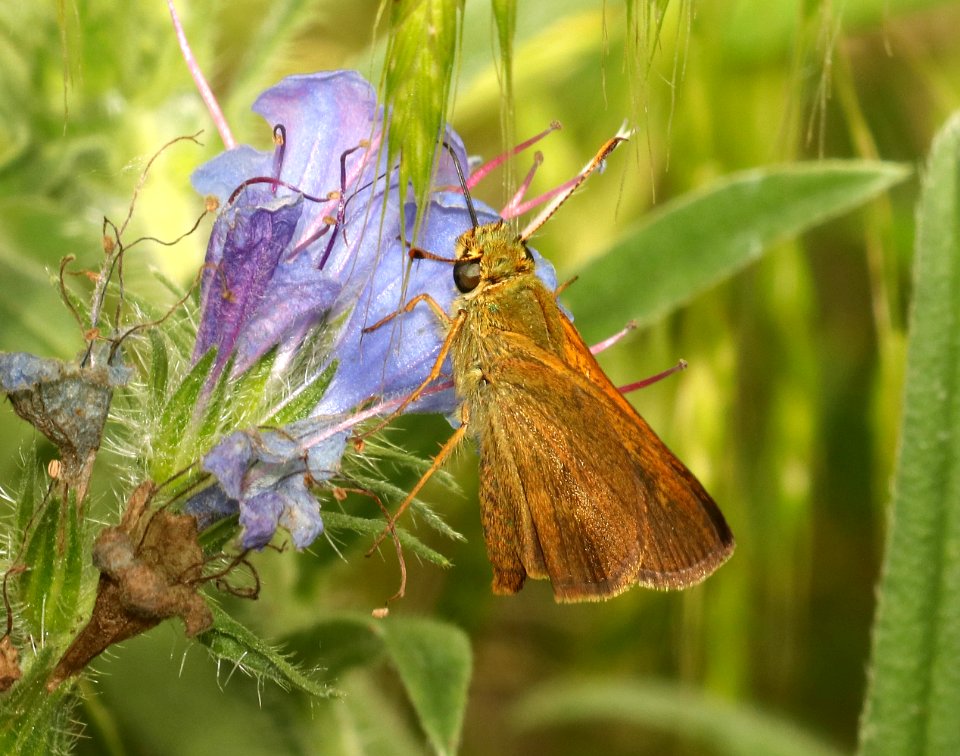 BROKEN-DASH, SOUTHERN (Wallengrania otho) (5-29-2018) pyatt access to crooked creek, marion co, ar -04