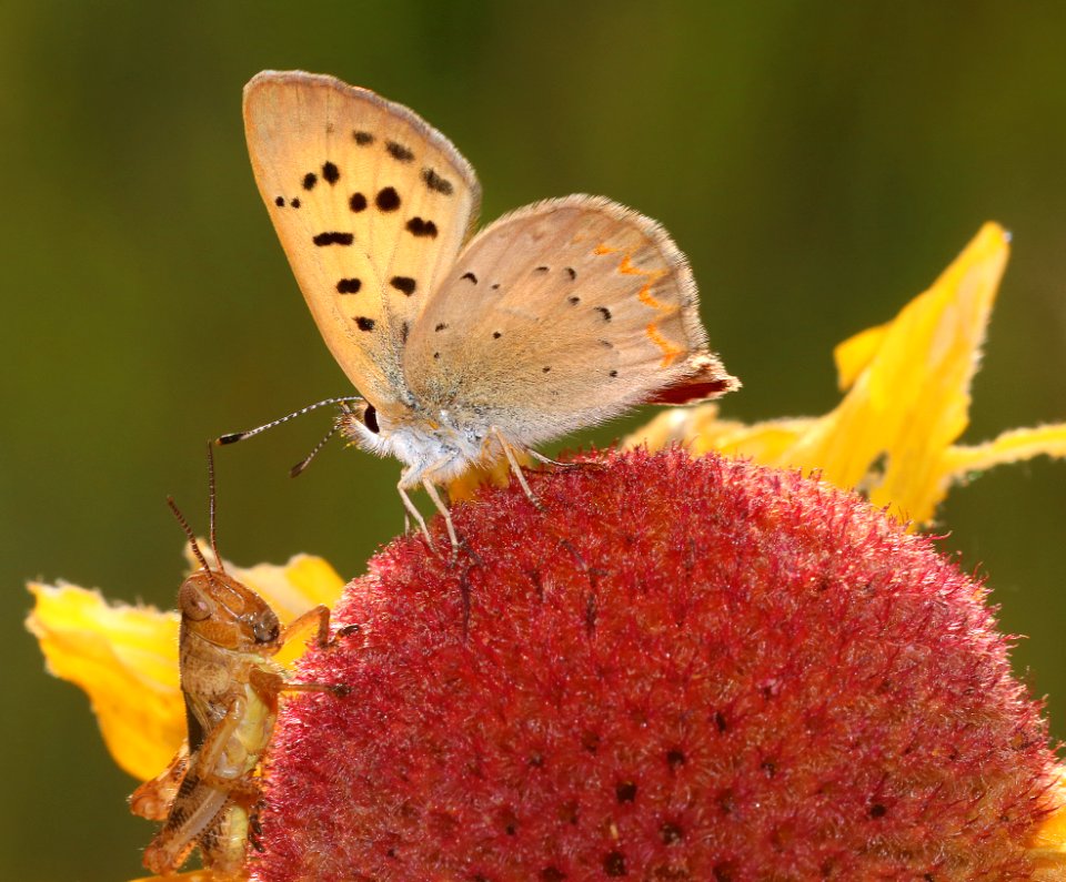 COPPER, LILAC-BORDERED (Lycaena nivalis) (7-19-2020) 8500 ft, near dead indian pass, park co, wy -02