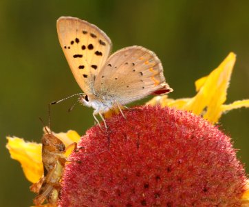COPPER, LILAC-BORDERED (Lycaena nivalis) (7-19-2020) 8500 ft, near dead indian pass, park co, wy -02