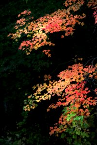 HUACHUCA MTS, Garden Canyon, AZ (11-9-2019) cochise co -99g
