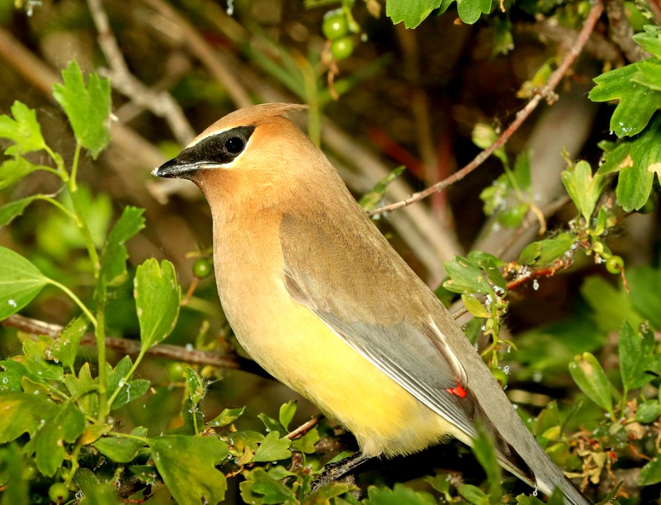 786 - CEDAR WAXWING (6-14-2018) yellowstone co, mt -07