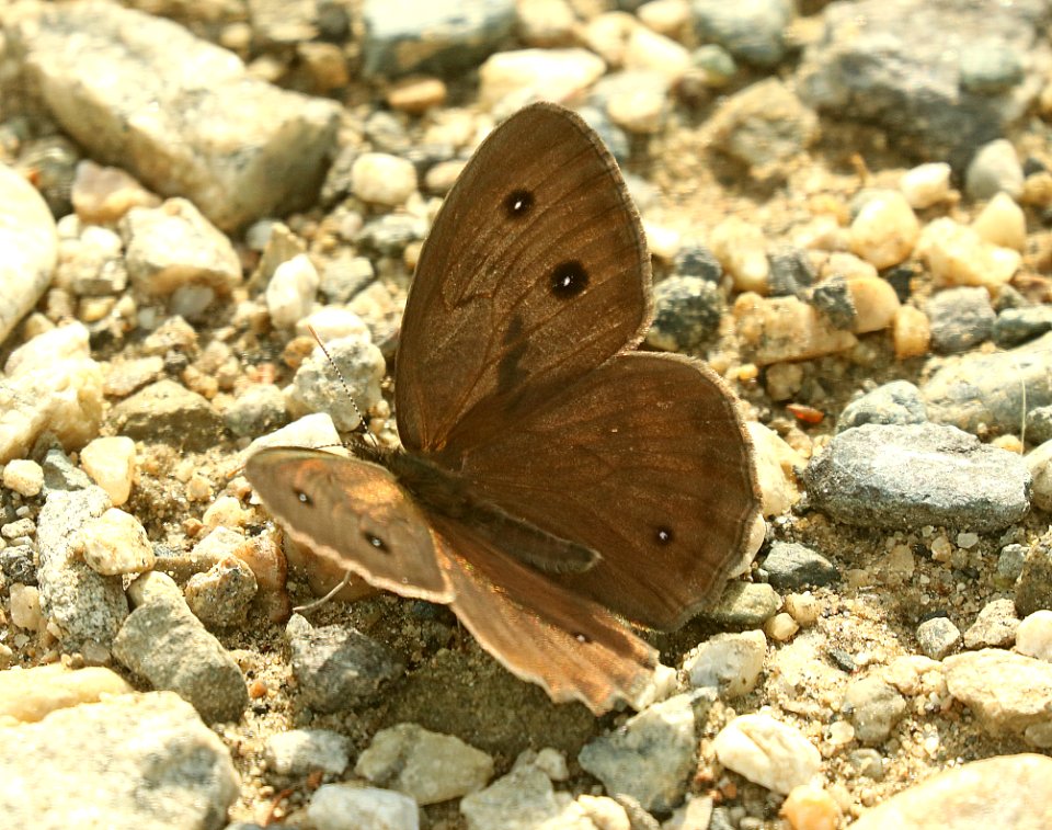WOOD-NYMPH, COMMON (Cercyonis pegala) (7-23-2019) 7200 ft, custer-gallatin nat forest, gallatin co, mt (2)
