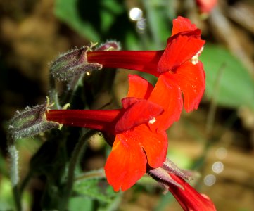 MONKEY FLOWER, SCARLET (Mimulus cardinalis) (5-15-2020) garden canyon, huachuca mts, cochise co, az -02