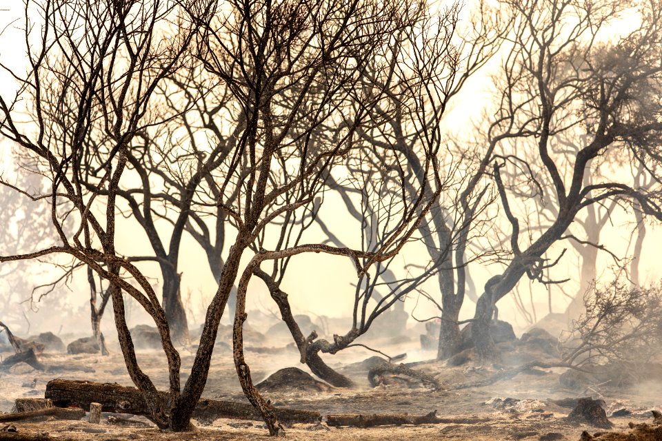 Trout Springs Rx Fire