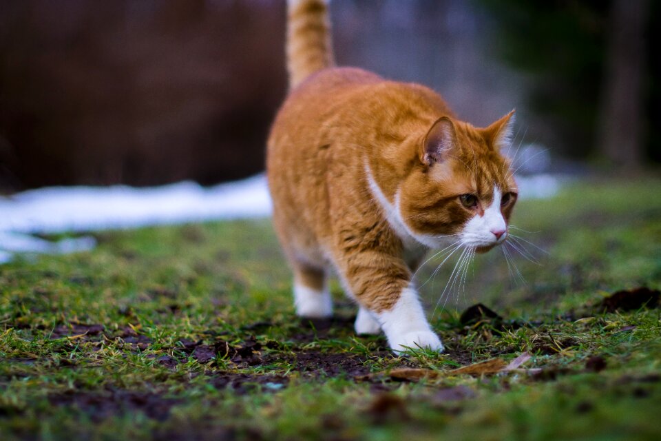 Animal feline domestic