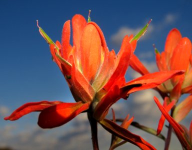 PAINTBRUSH, sp (Castilleja sp) (8-10-2020) near eagar, apache co, az -03