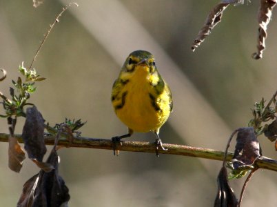 Prairie Warbler