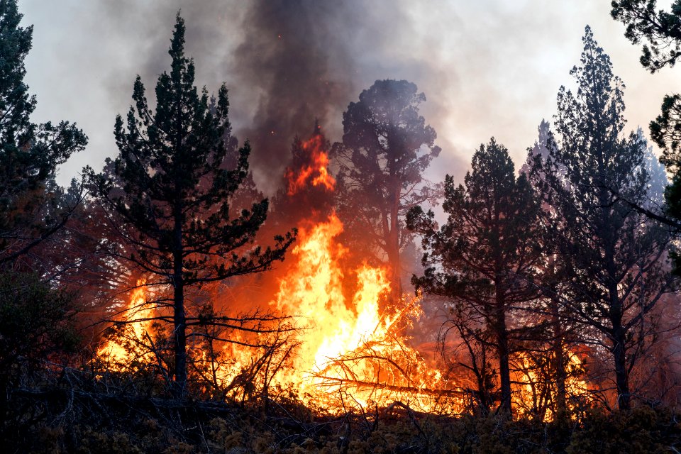 Blacklining the Trout Springs Rx Fire