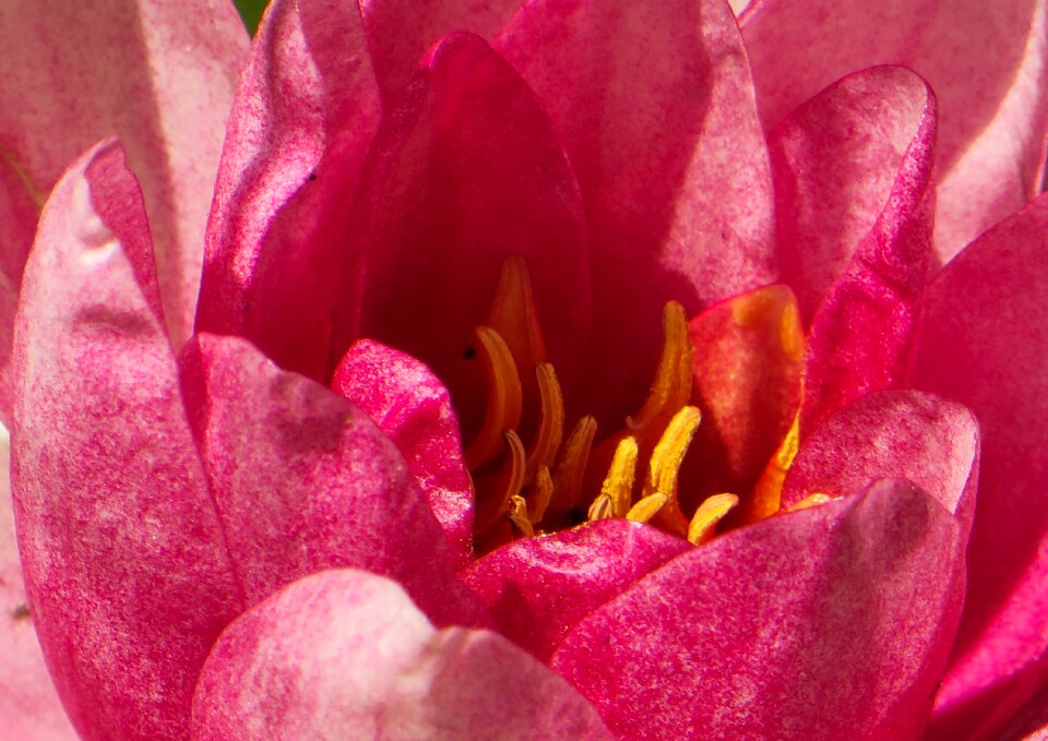 Garden aquatic plant bloom