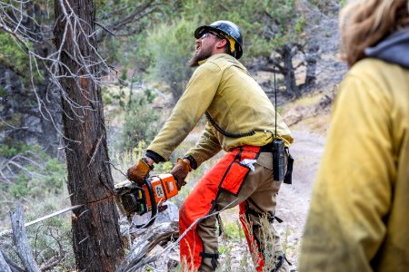 A sawyer cuts a roadside tree on Juniper Mountain.