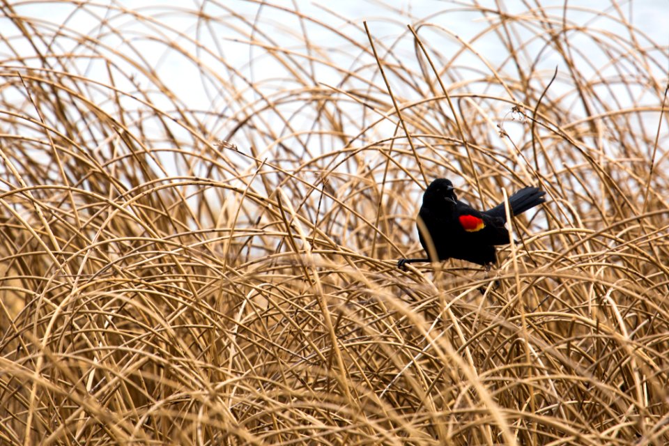 Red-winged blackbird, Mammoth Hot Springs