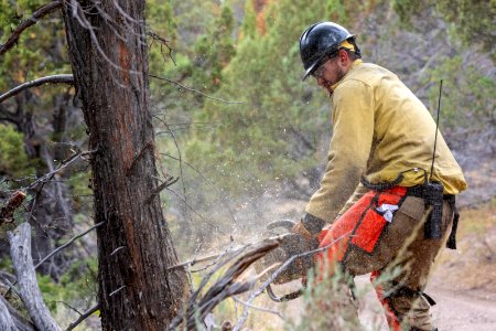 A sawyer cuts a roadside tree on Juniper Mountain.