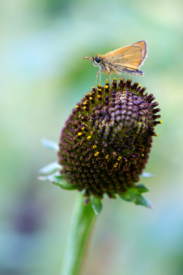 Moth (tawny edged skipper) & Western Coneflower