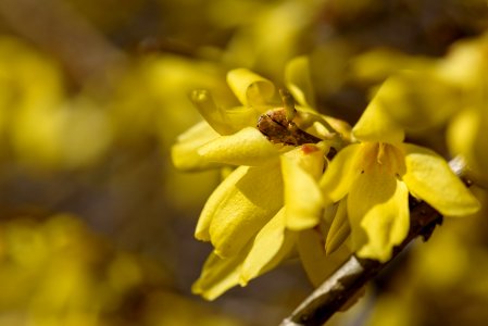 Forsythia Flowers