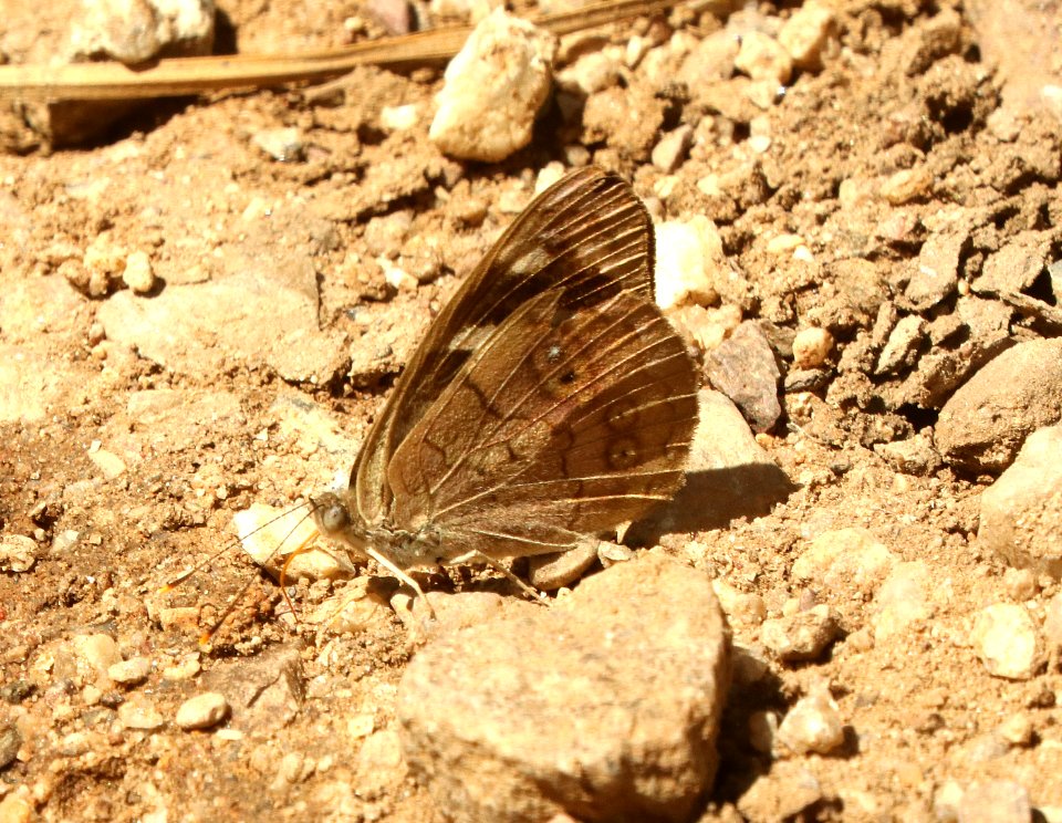 DINGY PURPLEWING (Eunicia monima) (9-19-2019) 1000 hrs, garden canyon, ft huachuca, huachuca mts, cochise co, az -03
