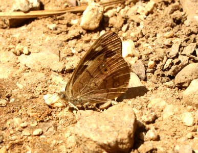 DINGY PURPLEWING (Eunicia monima) (9-19-2019) 1000 hrs, garden canyon, ft huachuca, huachuca mts, cochise co, az -03