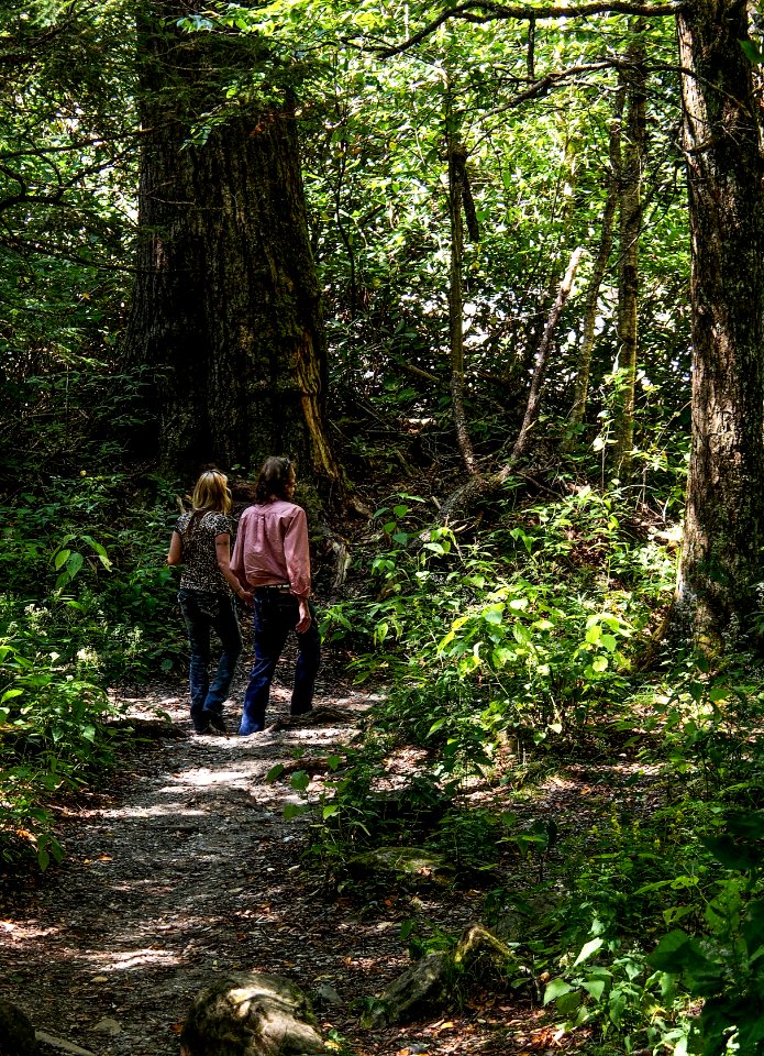 A Walk In The Woods