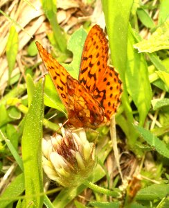 FRITILLARY, PACIFIC (Boloria epithore) (6-25-2018) grant co, or -02