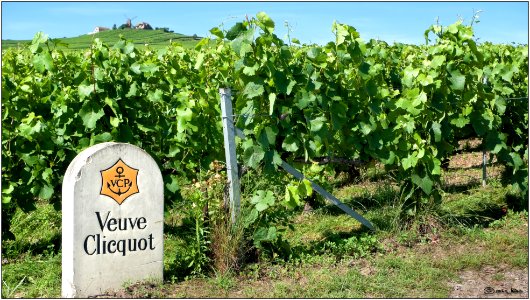 The Veuve Clicquot vineyards in Verzenay, Champagne