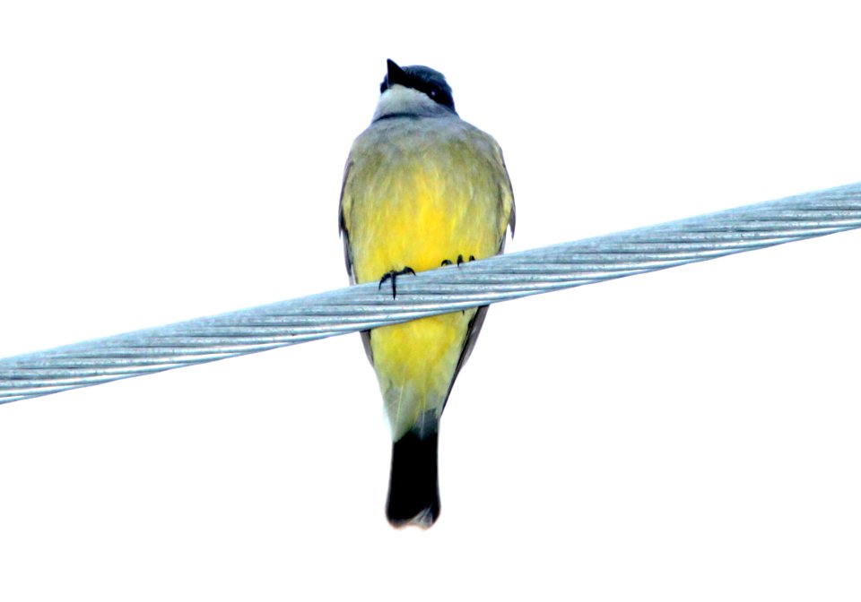 KINGBIRD, CASSIN'S (12-21-09) murray ave, slo, ca -02