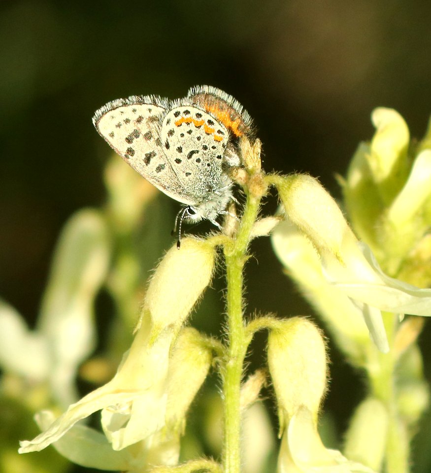 ROCKY MOUNTAIN DOTTED-BLUE (Euphilotes ancilla) (7-13-2019) six mile campground, 8000 ft, medicine bow nat forest, carbon co, wy (9)