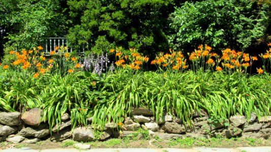 Orange Lillies