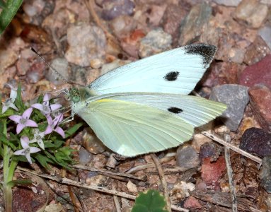 WHITE, CABBAGE (Pieris rapae) (7-8-2020) garden canyon, huachuca mts, cochise co, az -01