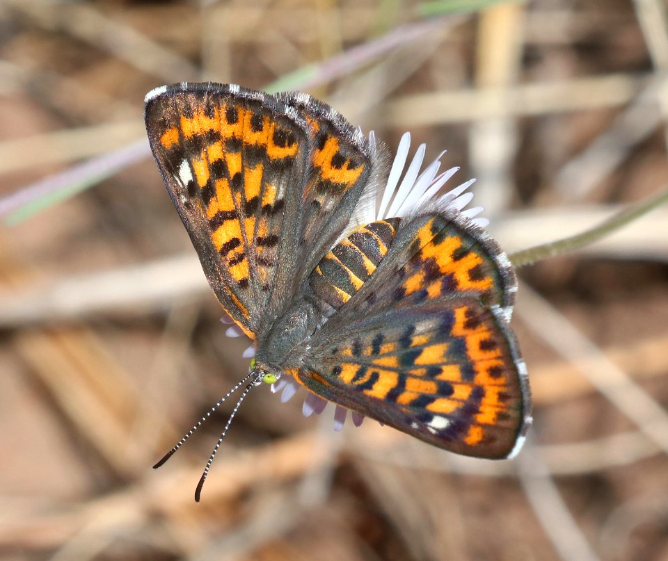 METALMARK, NAIS (Apodemia nais) (6-20-2020) rte 117 about 6..6 miles south of Rte 60, apache co, az -01