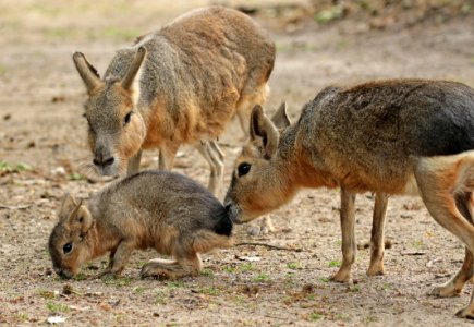 Patagonian hare artis BB2A0722