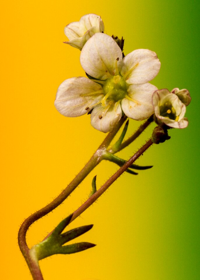 Small flower close up gradient