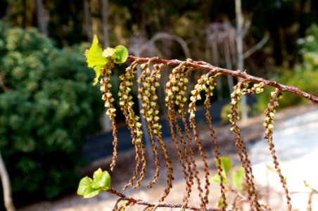 Stachyurus praecox  - 'Early Spiketail'