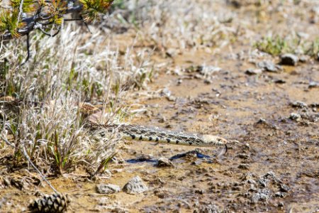 Gopher snake, Mammoth Hot Springs