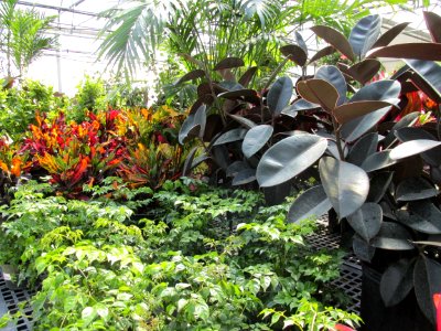 Greenhouse