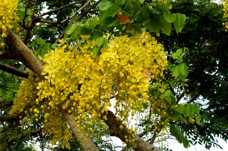 Golden shower (Cassia fistula)