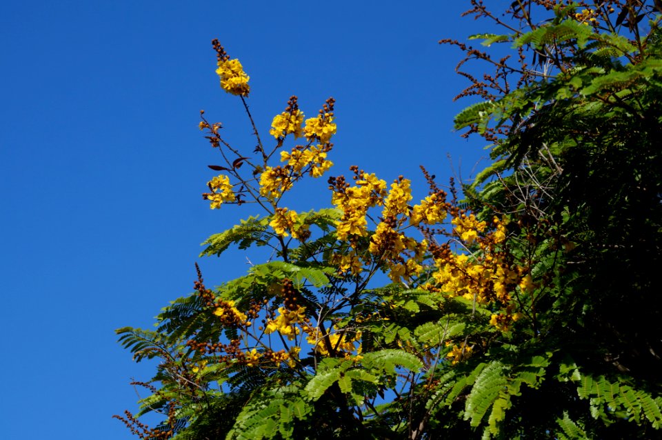 Peltophorum pterocarpum