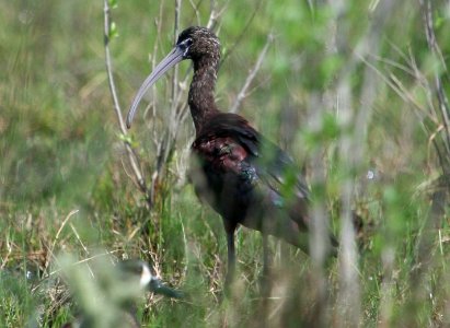 Glossy Ibis