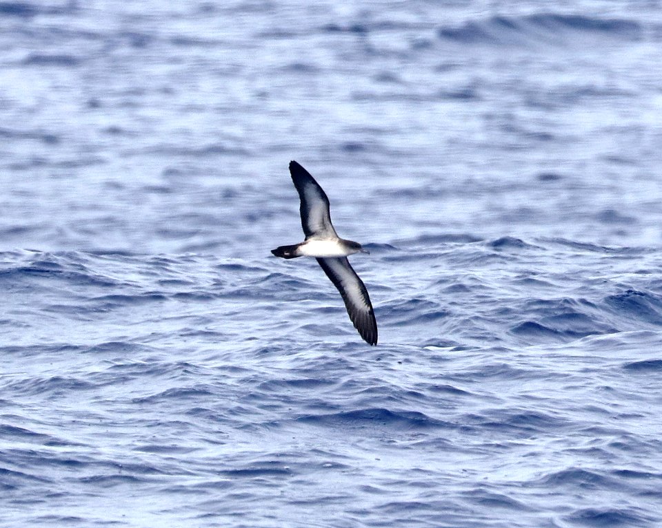 WEDGE-TAILED SHEARWATER (4-27-2018) holo-holo boat, coast and lehua island, out of port allen, kauai co, hawaii -05