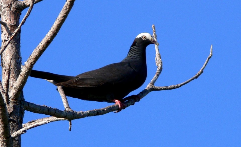 White-crowned Pigeon