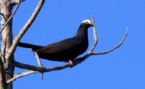 White-crowned Pigeon photo