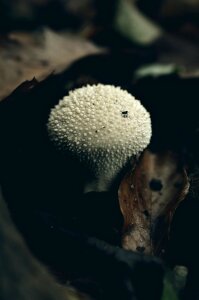 Leaves fall foliage mushroom photo