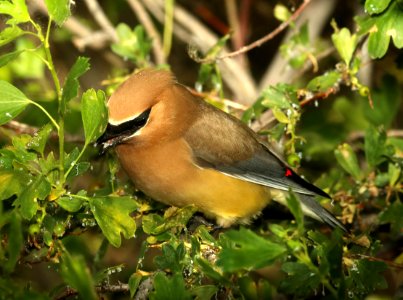 786 - CEDAR WAXWING (6-14-2018) yellowstone co, mt -06