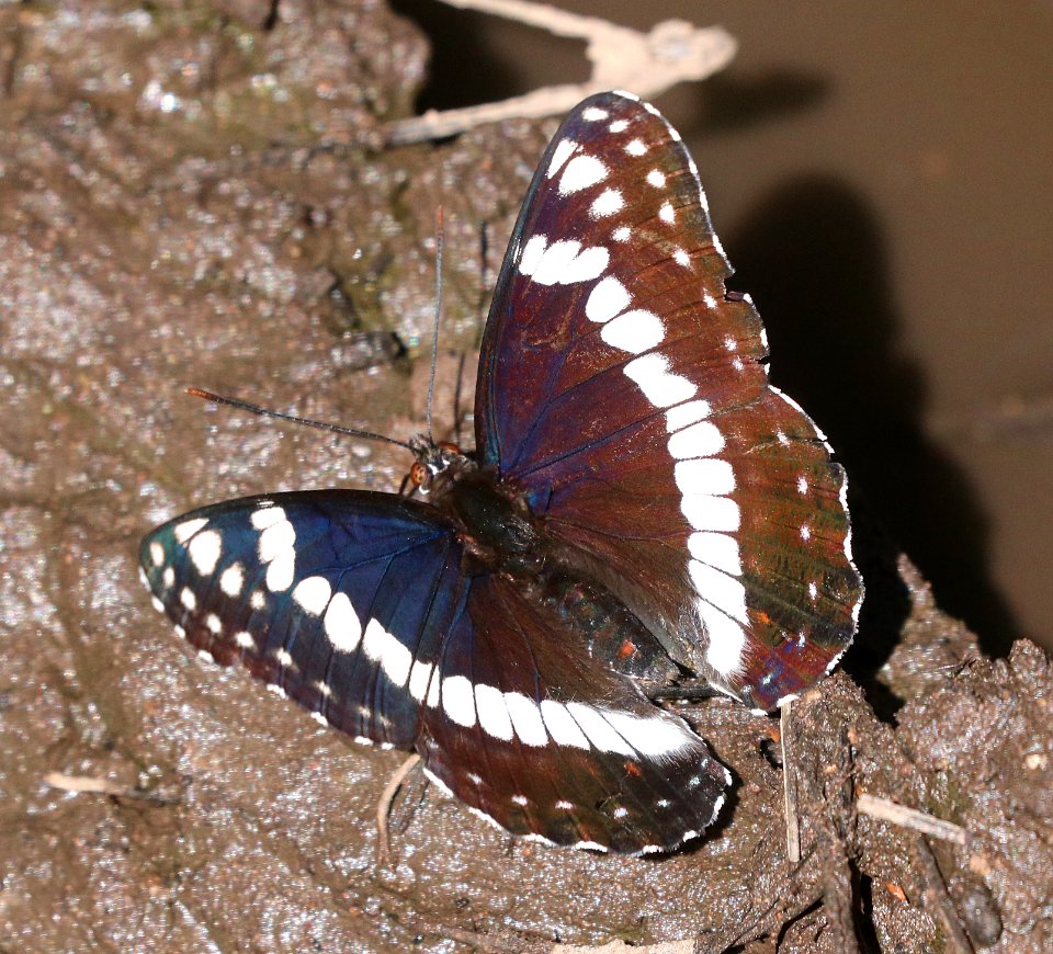 ADMIRAL, WEIDEMEYER'S (Limenitis weidemeyerii) (6-13-2020) barfoot meadow, chiricahua mts, cochise co, az -02